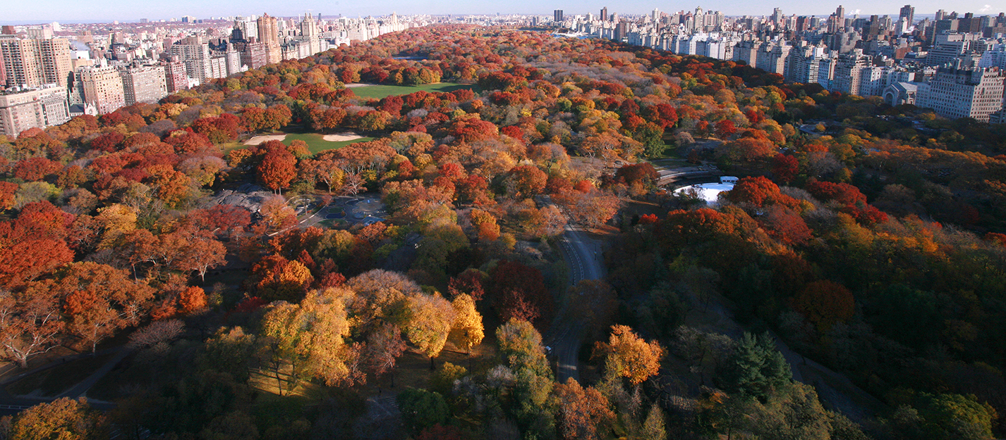 Central Park in the fall.