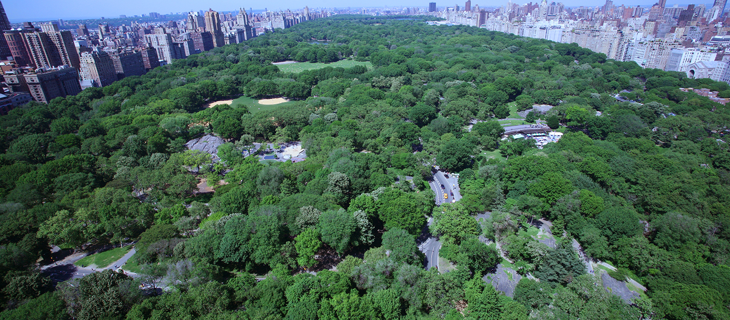 Birds-eye view of summer in central park